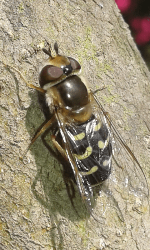 Syrphidae : Scaeva cfr. selenitica, femmina